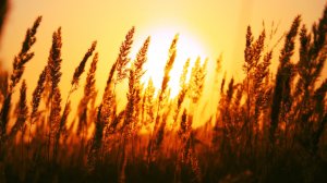 Стоим в поле с братом Колей