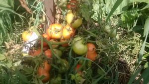 Томат №1 ЯМАЛ 200