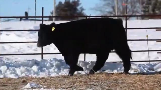 #13 I 80 Monopoly Pine Drive Bull смотреть онлайн