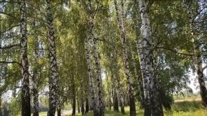 ТАМ,СРЕДИ РУССКИХ ПОЛЕЙ    Михаил Евдокимов.