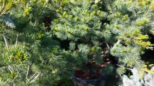 Сосна мелкоцветковая "Негиши" Pinus parviflora "Negishi"