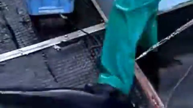 Tubarão, Isurus oxyrinchus(Tubarão Mako)HD 2019 смотреть онлайн