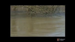Ловля усача