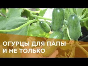 Огурцы для папы и не только