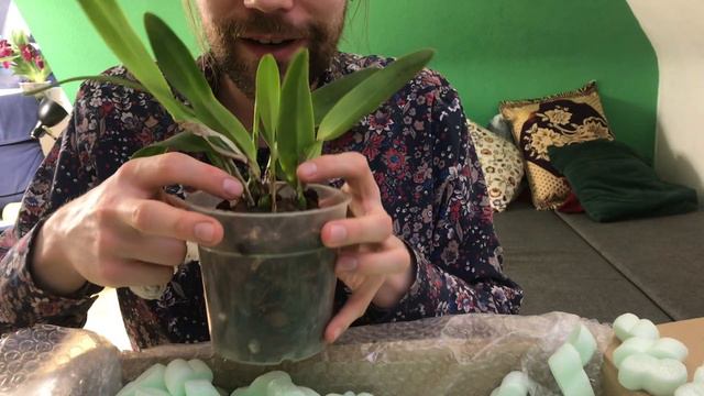 Haul - Orchids & more смотреть онлайн