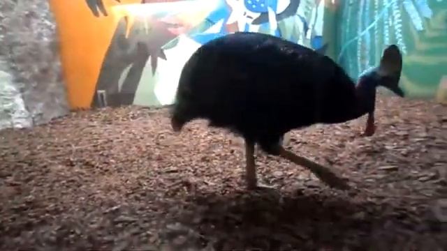 Московский зоопарк. Казуар смотреть онлайн