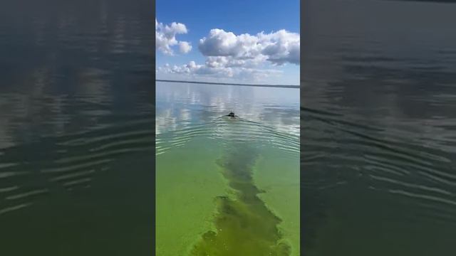 Рыбий грипп часть 3 рыбалка fishing shortvideos shortsvideo shorts рекомендации top