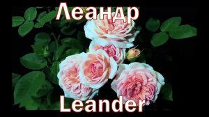 Как распускается роза Леандр - Leander (Austin, 1982)