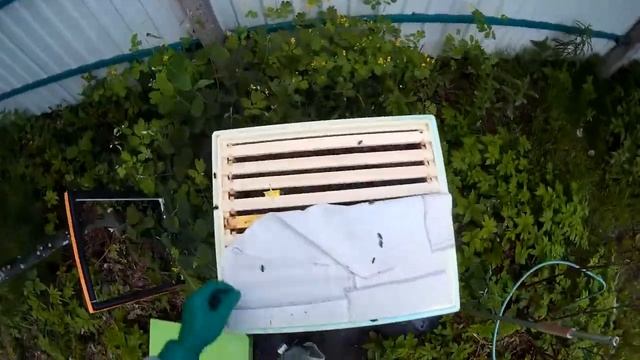 пчеловодство семья на 145-й рамке, подсадка плодной матки в клеточке
