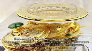 Выращиваем томат «Царский подарок» поэтапно, начиная с рассады и заканчивая сбором обильного урожая