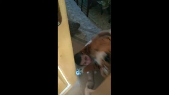 На нас напал ТИГР!Срочные новости D