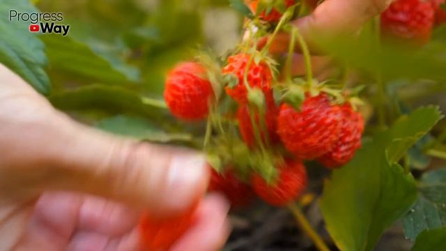 Всего одна подкормка и ягода на клубнике будет КРУПНОЙ! "Копеечная" [подкормка] клубники. смотреть онлайн