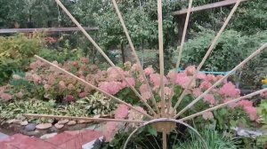 Клематис,, Сизая птица,, Уникальная опора. Глиняная болтушка