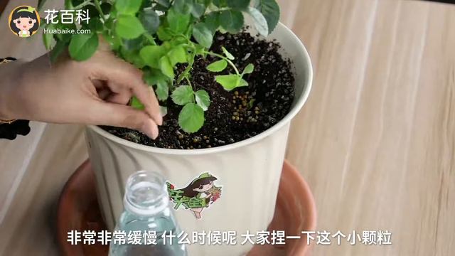 月季花種植系列匯總光照溫度澆水施肥修剪扦插病蟲害配土