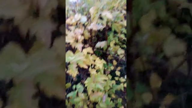 Утренний репортаж.Черенкование туи и мозжевельника. смотреть онлайн