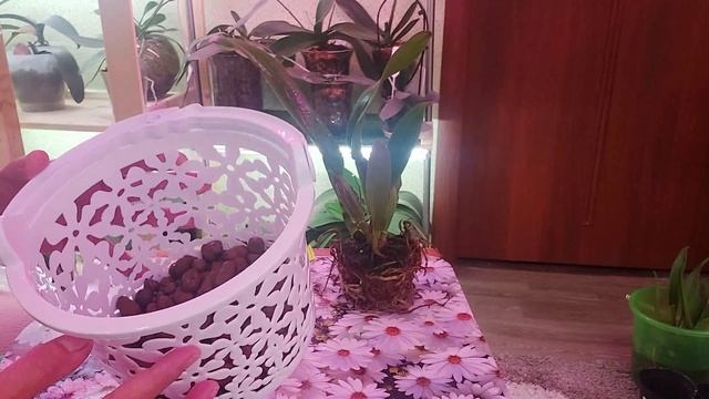 Посадка моих новых каттлей. Полная версия. смотреть онлайн