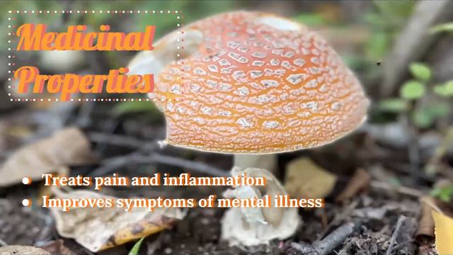 Amanita Muscaria Presentation