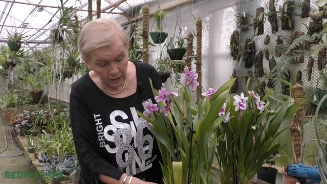 Мильтония - уход в домашних условиях. смотреть онлайн