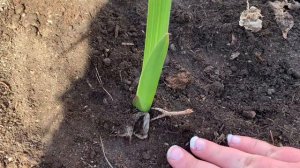 Starting Glads and Dahlias without soil