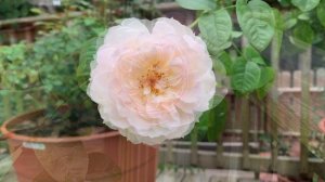 Rose - Gentle Hermione