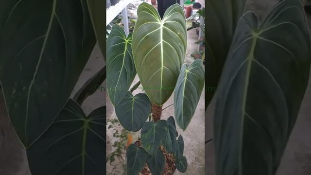 tanaman hias philodendron melanocrysum