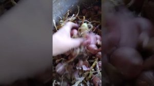 Мой лук шалот