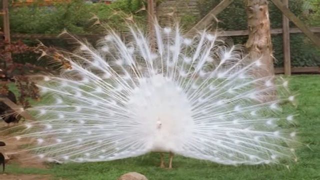 Я Райская земля смотреть онлайн