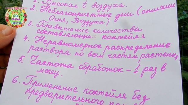 Ошибки при использовании молочного коктейля для подкормки и защиты от болезней помидоров