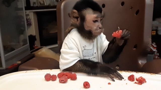 Ручки загребущие, глазки завидущие/жадный капуцин смотреть онлайн