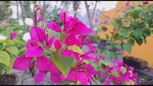 TOP 20 Indian Bougainvillea Cultivar/Variety।।REGISTERED ID'S।Series-2