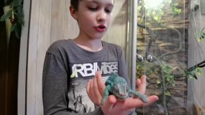 СОДЕРЖАНИЕ ПАНТЕРОВОГО ХАМЕЛЕОНА?