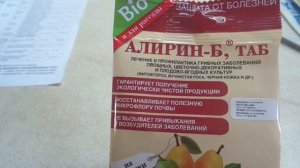 ФИТОФТОРА! БИОПРЕПАРАТ АЛИРИН - Б ИДЕАЛЕН ДЛЯ ПРОФИЛАКТИЧЕСКИХ ОБРАБОТОК. Ольга Чернова.