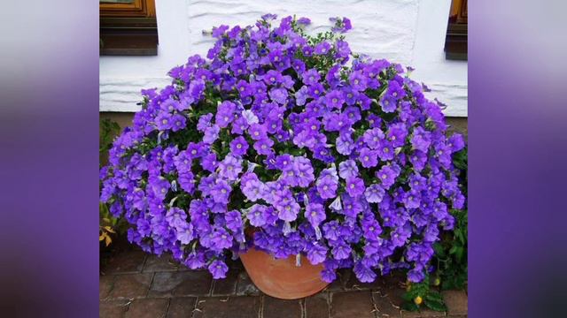 MORATE IMATI SUPERTUNIU ROYAL VELVET PRELEPU MIRISNU LJUBIČASTU PETUNIJU OTPORNU NA TOPLOTU смотреть онлайн