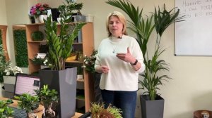 Общие рекомендации и правила полива комнатных растений