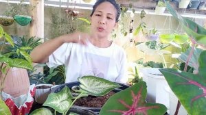 DIFFERENCES of CALADIUM, ALOCASIA and SYNGONIUM||THEIR CARE TIPS and how to PROPAGATE it.