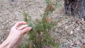 PLANTAS MEDICINALES PARA REFLEXIONAR, Roble, Quercus, Tomillo, Thymus, Mejorana, Aliaga, Bellota