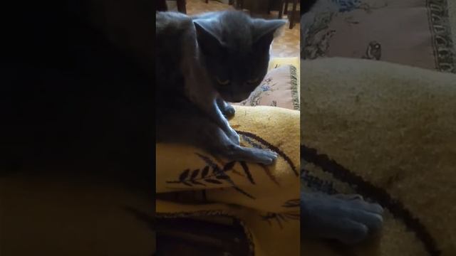 Британская короткошерстная кошка вылизывается. British Shorthair Cat Grooming Herself.
