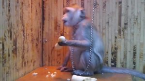 Хитрая обезьяна и банан