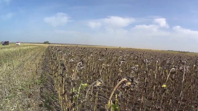 Уборка первых посевов. Евралис Аркадия. Euralis Arcadia. Цене быть смотреть онлайн