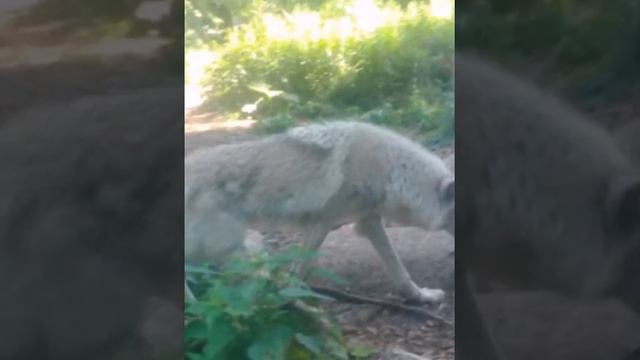 Фото из нашего зоопарка смотреть онлайн