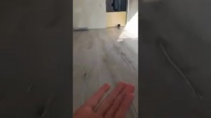 Шиншилла носится по комнате (шок)