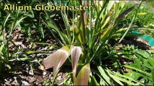 Декоративные луки (аллиумы) в саду | Обзор сортов аллиумов | 7 сортов декоративного лука, сезон 202