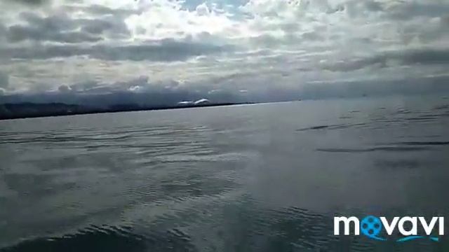 дельфины адлер смотреть онлайн