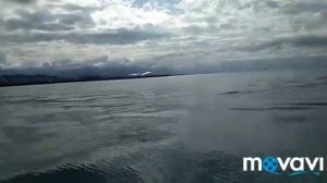 дельфины адлер