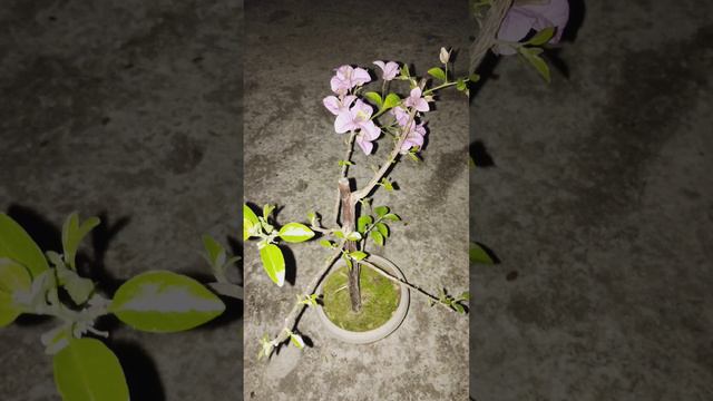 pink Bougainvillea🌸