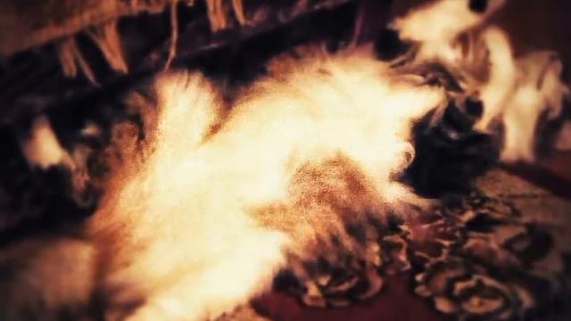 ME - МОЕГО КОТА ЗОВУТ ЛЕВ ЛЕОНИДОВИЧ?! ЛИЧНЫЕ ФОТО. смотреть онлайн