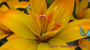 Лилия азиатская махровая Голд Твин (lilium) ? Голд Твин обзор: как сажать, луковицы лилии Голд Твин