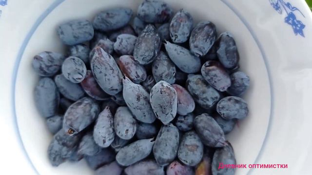 СРЕДСТВО ДЛЯ КРЕПКИХ КОСТЕЙ И ЖИМОЛОСТЬ, ПЕРВЫЙ УРОЖАЙ #дневникоптимистки #жимолость