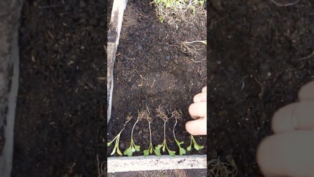 Капуста подросла. 😃😃😃Пикируем в теплицу.🌸🌸🌸 смотреть онлайн