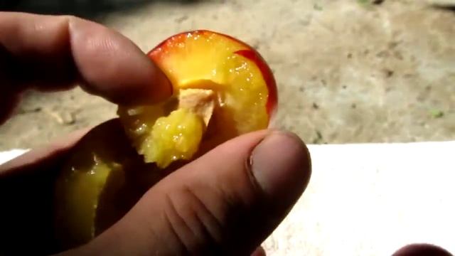 Алыча Дончанка ранняя смотреть онлайн